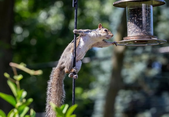 Bird food is a billion dollar industry — but is it good for birds?